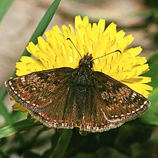 Gråbåndet bredpande (Erynnis tages) Erynnis tages