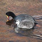 Adult and young feeding