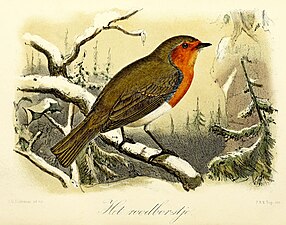 Het roodborstje (1869), John Gerrard Keulemans