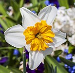 Narcissus 'Barrett Browning'