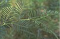 Close-up of the leaves