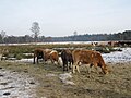 Piëmontese koeien in de winter