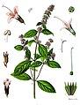 Tavola botanica di M. X piperita