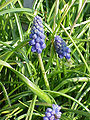 Muscari neglectum