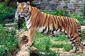 The royal Bengal tiger at Sunderbans National Park, a UNESCO World Heritage Site