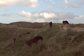 Pferde im nordholländischen Dünenreservat bei Egmond