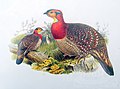 Blythtragopan illustriert von Joseph Wolf