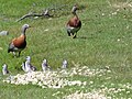 Chloephaga poliocephala - cauquén cabeza gris - en pareja y polluelos en Moquehue Neuquen - Argentina