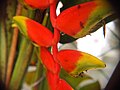 Heliconia rostrata