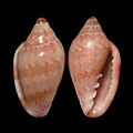 Marginella cloveri Barra, Brazil