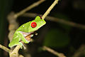 Image 4Red-eyed treefrog, Osa Peninsula, Costa Rica (from Tree frog)