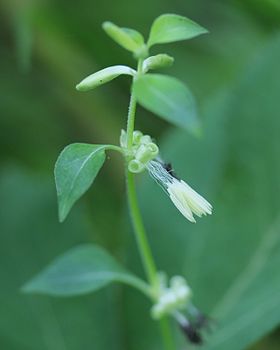 Theligonum japonicum