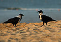 Collared crow