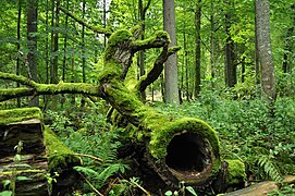 Urwald im Białowieża-Nationalpark, Polen