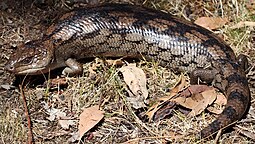 Schwarzgelber Blauzungenskink