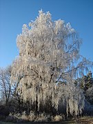 Frost on birch tree in Stockholm