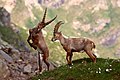 El parque nacional del Gran Paraíso (en italiano, Parco nazionale del Gran Paradiso) es el parque nacional más antiguo de Italia, creado en 1922. Se extiende por las regiones del Valle de Aosta y Piamonte en los Alpes. Su superficie es de unas 70 318 hectáreas y la mayor parte del terreno es montañoso. La creación del parque está vinculada a los esfuerzos de conservación del íbice (Capra ibex), un bóvido de la subfamilia Caprinae presente únicamente en la cordillera de los Alpes. Por Luca Casale.