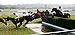 Golden Steeplechase