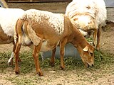 Камерунская овца (Ovis aries domesticus)