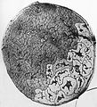 Sezione trasversale di una fibra di lana al microscopio. Si distinguono il paracortex (zona più chiara a destra) e l'ortocortex (zona più scura a sinistra).