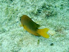 Chromis insolata