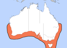 Distribution of Sepia apama