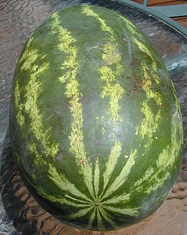 Vandmelon (Citrullus lanatus var. lanatus)