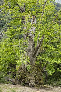 12. Platz: Edelkastanie (Castanea sativa) nahe Pianello auf Korsika, Frankreich