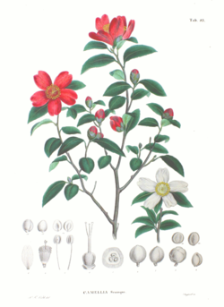 Camellia sasanqua