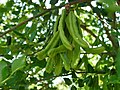 قرون الخروب (انجليزى: Carob pods)