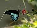 Papilio polymnestor