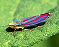 Graphocephala coccinea.