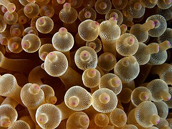 Bubble-tip anemone