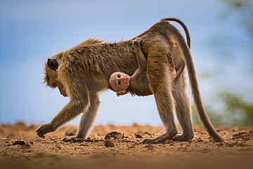 Maman macaque à toque avec son petit au Sri Lanka. Septembre 2017.