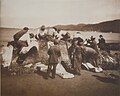 Flensing a whale at Neah Bay, Washington, 1910