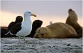 Larus dominicanus o Gaviota cocinera en la costa de Puerto Pirámides