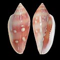 Marginella desjardini offshore Dakar, Senegal