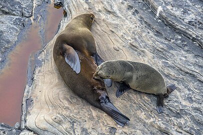 New Zealand fur seal with suckling pup Arctocephalus forsteri Australia