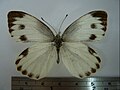 Pieris canidia♀