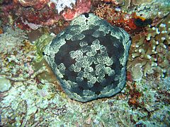 A cushion star at Apo Reef