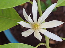 fleur de magniolia blanche