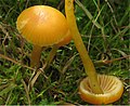 Hygrocybe laeta sin. Gliophorus laetus