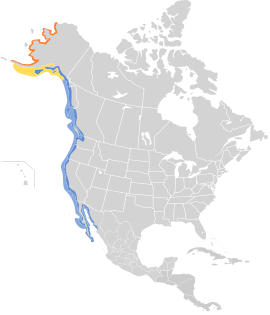 Área de distribución de Arenaria melanocephala Alaranxado: Área de reprodución; Amarelo: Migrante; Azul: Área non reprodutora.