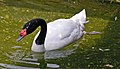 Black necked swan