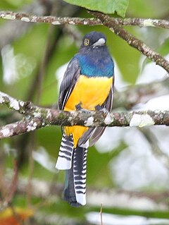 ♂ Trogon caligatus