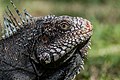 La Cabeza de una Iguana Negra tomada en el Zoológico Baradida, Venezuela. Por Wilfredor.