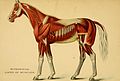 Muscles et ligaments chez le cheval.