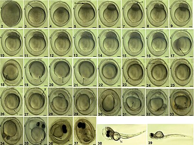 Embryonale ontwikkeling van Pseudorasbora parva: (2) Bevrucht ei; (3) Het volledig gezwollen ei (A, blastoderm); (4) Blastodiscvorming; (5) De eerste klievingsgroef (B, klievingsgroef); (6) 2-celfase; (7) De tweede klievingsgroef (B, klievingsgroef); (8) 4-celfase; (9) fase met 8 cellen; (10) fase met 16 cellen; (11) fase met 32 cellen; (12) fase met 64 cellen; (13) Cellulousfase; (14) Morula-fase; (15) Vroege blastulafase; (16) Middenblastulafase; (17) Late blastulafase (C, epibolycellen); (18) Vroege gastrulafase (D, kiemring); (19) Middengastrulafase (D, kiemring); (20) Late gastrulafase (D, kiemring); (21) Neurale embryovorming (E, blastoporus); (22) Blastoporus gesloten fase; (23) Somiet-uiterlijk (F, somiet); (24) Uiterlijk van de vesicula optica (G, vesicula optica); (25) Uiterlijk van de optische capsule; (26) Notochord-uiterlijk (H, notochord); (27) Uiterlijk van de staartknop (I, staartknop); (28) Uiterlijk van de vesiculae oticae; (29) Vorming van kristallijne lenzen; (30) Spierfunctiefase; (31) Uiterlijk van de hartknop (J, hartknop); (32) Hartslagfase; (33) Otoliet-uiterlijk (K, otoliet); (34) Uiterlijk van oogpigment; (35) Uiterlijk van de borstvinknop (L, borstvinknop); (36) Uiterlijk van lichaamspigment (M, lichaamspigment); (37) Profase van uitkomen; (38) Uitkomstfase (N, dooierzak); (39) Pas uitgekomen larve. Schaalbalken: 2–37 = 0,2 mm, 38–39 = 0,5 mm.