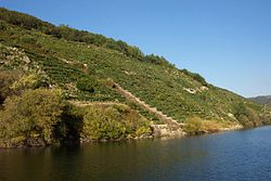 Vinyas en o río Sil en a Ribeira Sacra