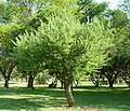 Trassiedoring (Acacia hebeclada)